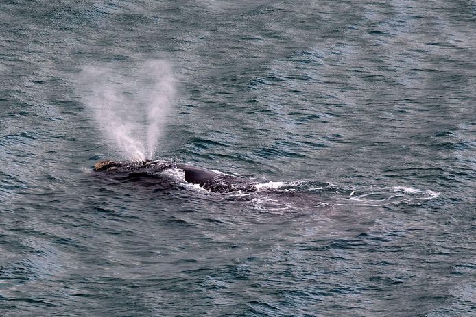 De walvis werd afgelopen dinsdag voor het eerst gespot in de haven van Wellington en werd nadien nog vaker gezien.