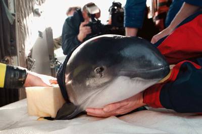 Minder dieren op Noordzeebodem maar méér bruinvissen