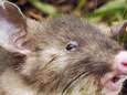 Découverte en Indonésie d'un rat "au nez plat"