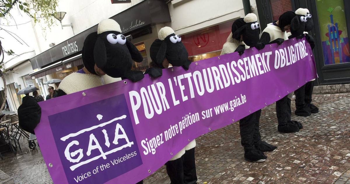 Manifestation de Gaia contre l'abattage sans étourdissement Belgique