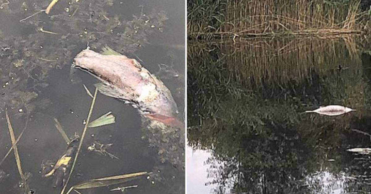 Dode vissen in Delftse Hout zijn het werk van ‘roekeloze maaier’