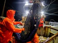 ‘Nederland misleidde Brussel om zoveel mogelijk pulsvisvergunningen binnen te halen’ 