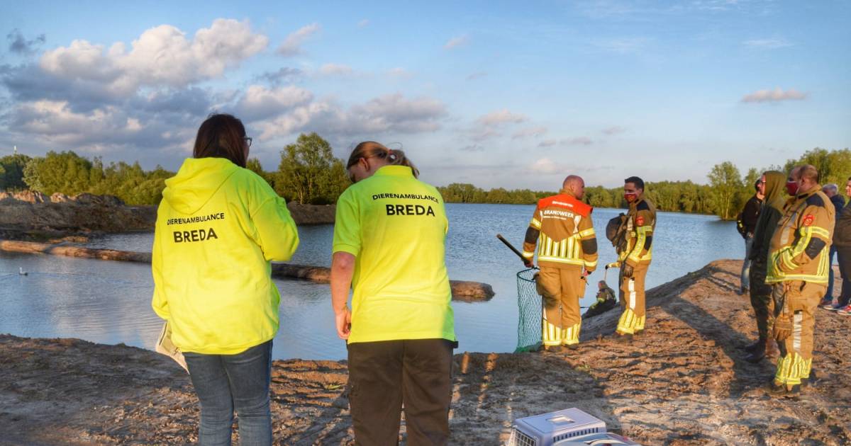 Rukken te manieren om weg te