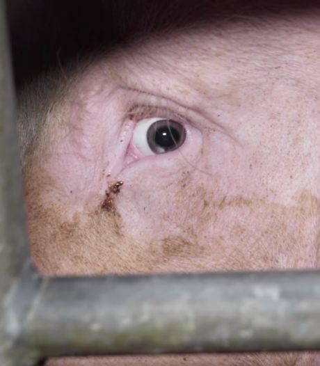 “Le (dé)goût des choses simples”: Herta accusée de maltraitance animale au sein de ses élevages