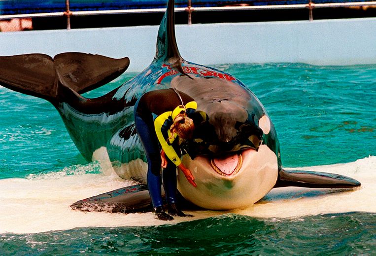 Orca Lolita (57 years old) was released after half a century in captivity