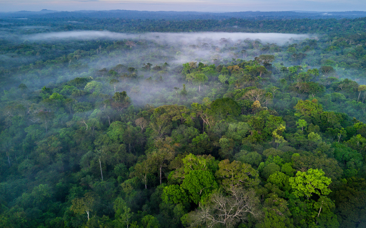 Het Amazonewoud in Brazilië is een van de cruciale gebieden voor de biodiversiteit. Beeld Getty Images