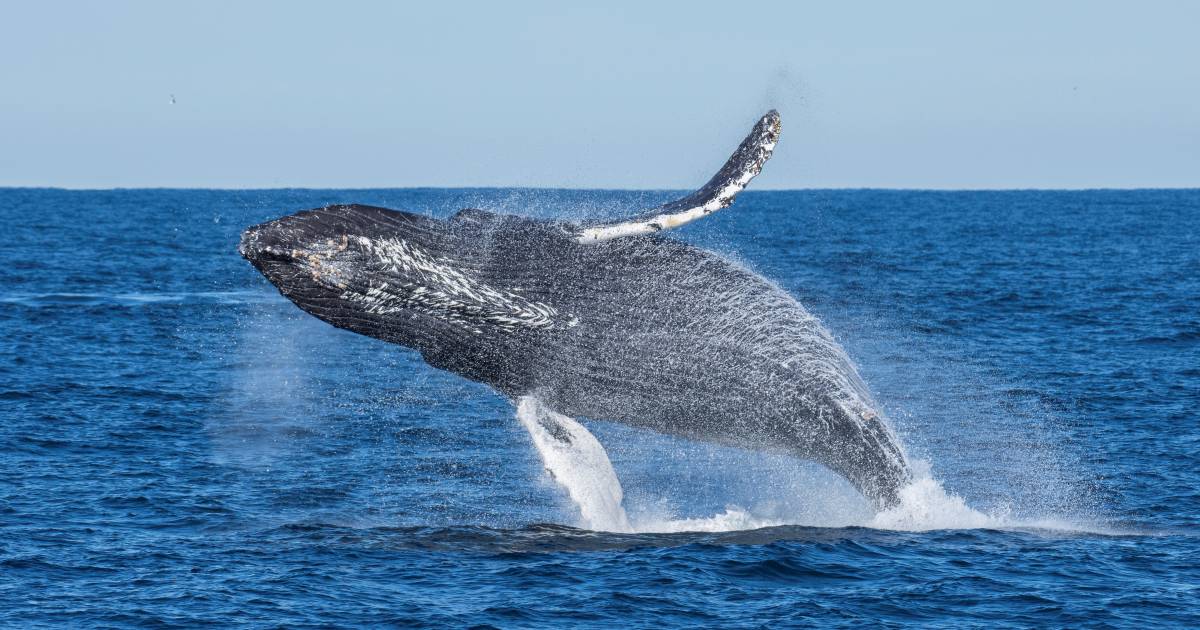 Whale remnants display microplastics: ‘Tourists pull it out of water by net’ |  Science