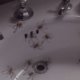 Dodelijke spinnen en vampiers in Brooklyn, in een ode aan de griezelfilm
