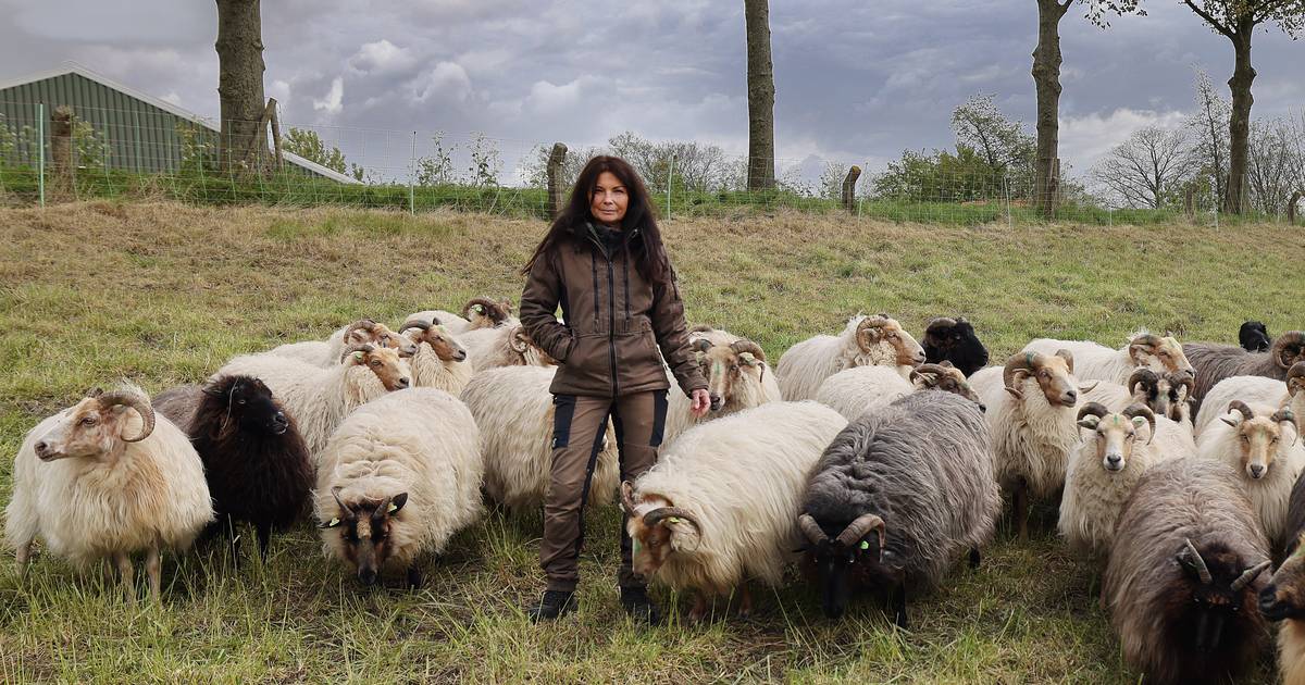 Herder Ing in de stress over haar gestolen schapen: ‘Ben vertrouwen kwijt, ik wil weten hoe het met 