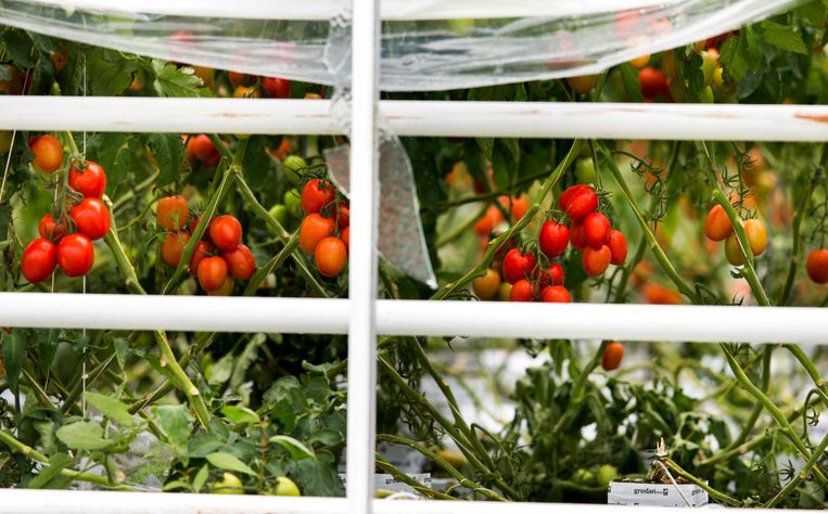 Gebroken glas bij tuinbouwbedrijf Groenco na de enorme landbouwschade die hagelbuien hebben aangericht in het zuidoosten van het land, in 2016. Beeld anp