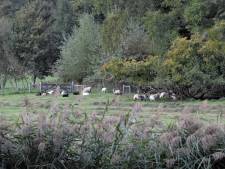 Wolf rukt op van Veluwe tot aan de Rijn: ‘Kunnen we schapen nog wel inzetten voor begrazing?’