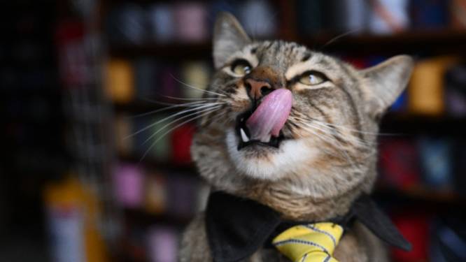Grootste ergernis over kattenvoer Whiskas: opeens 44 procent duurder