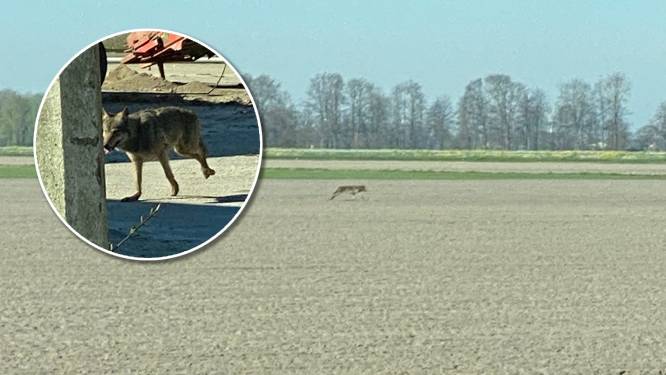 ‘Wolf’ gespot in de polder: nog geen dag later treft vader van schapenboer Stef schaap zonder kop aan