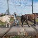 Ongeluk in Harlingen zet debat over onbewaakte spoorwegovergangen op scherp