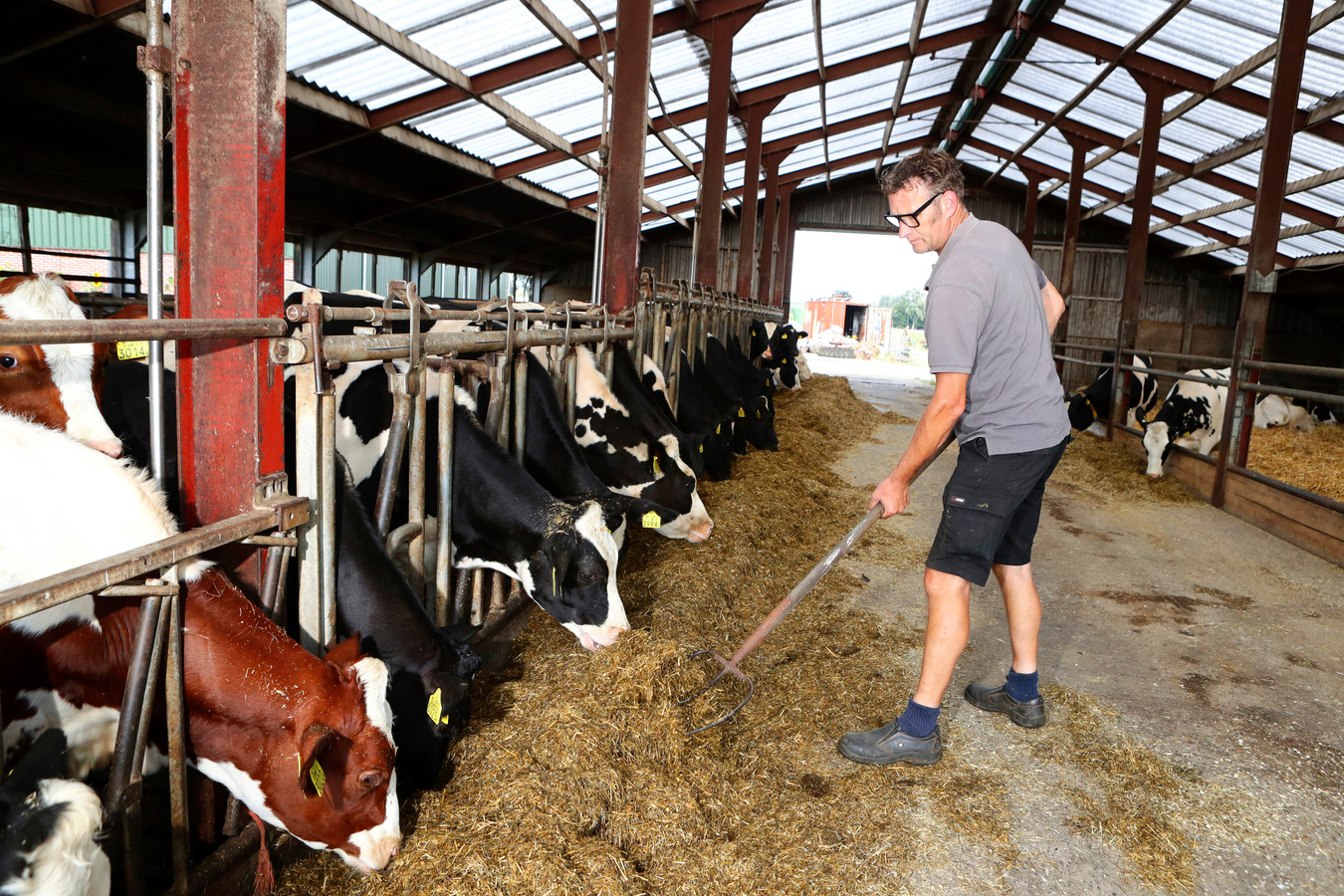 Volgens koeienboer Teus sneuvelt de Brabantse stallen-deadline ...