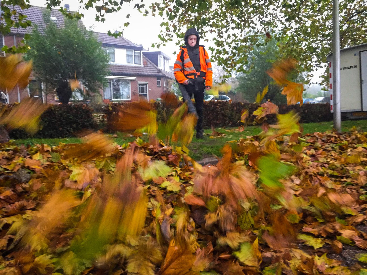 Laatste blaadjes aan de bomen voor