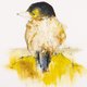 De Wondere Vogelwereld van O.C. Hooymeijer: Kleine Amerikaanse Prairiekraak