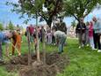 Joop Roos en wethouder Ria Barber planten symbolisch de laatste boom op het Kerkplein in Breedeweg.