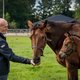 Hoe de gerenommeerd paardenfokker Willy Wijnen van Explosion W een olympisch kampioen maakte