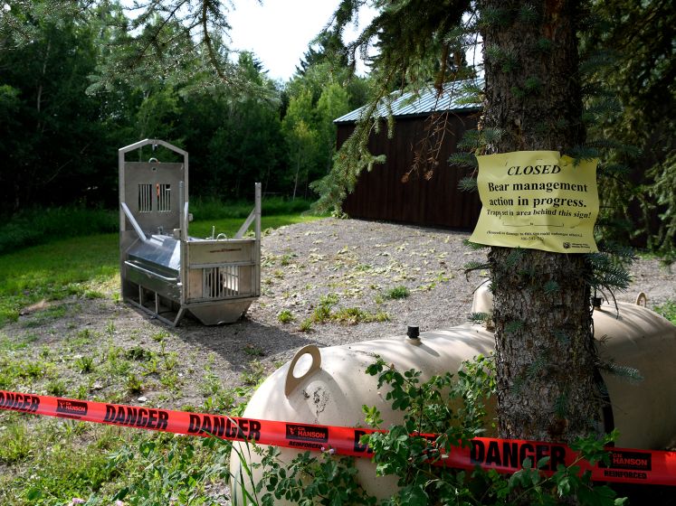 Grizzlybeer sleept slapende vrouw (65) uit tentje en doodt haar