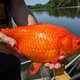 Waarschuwing voor ‘monsterlijke goudvissen’ in Minnesota: ‘Gevaarlijker dan je denkt’