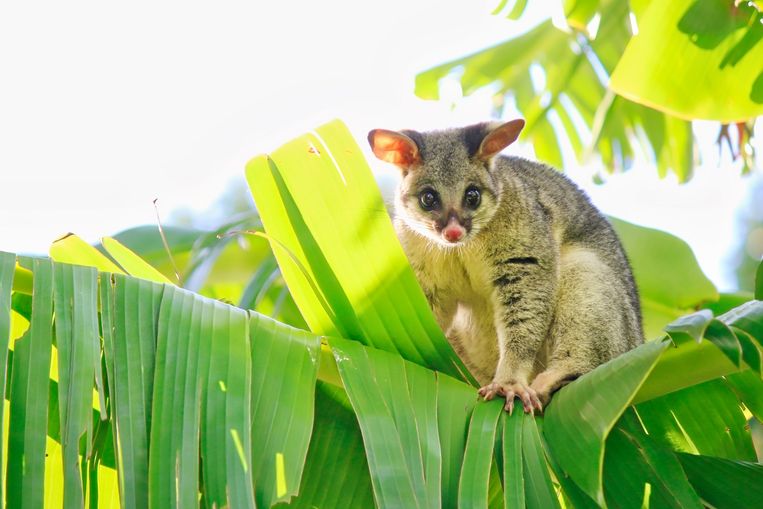 Foxtail in a banana tree.  Getty Images