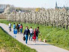 Van een kunstige bloesemwandeling tot een bloesembar: hier geniet je van de kleurrijke bloesems in Limburg