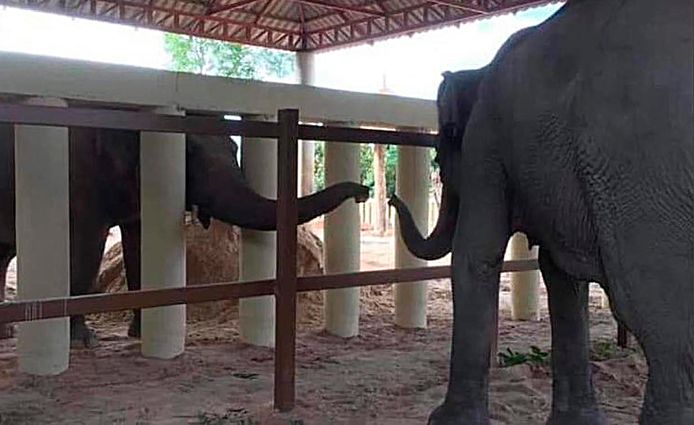 Kaavan is nu niet langer de eenzaamste olifant ter wereld.