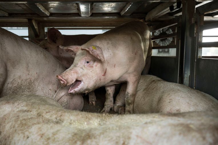 De varkens in de veewagen. Beeld Werry Crone