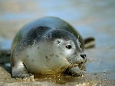 Het mysterie van de verdwenen zeehonden op de Maasvlakte