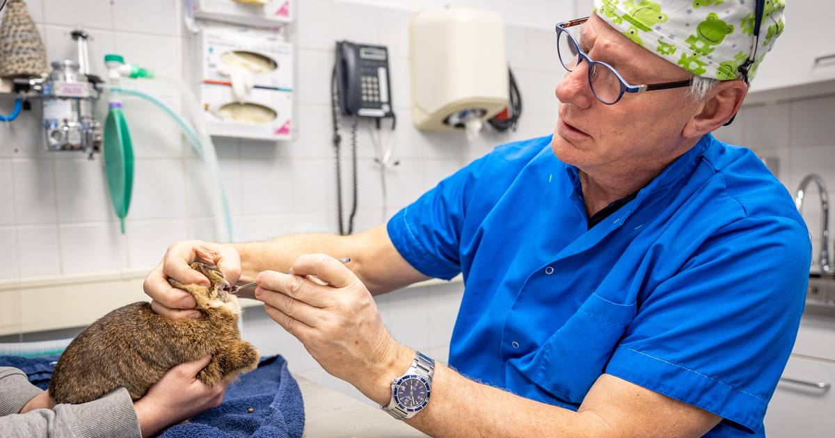Konijnen Dierendraagtassen kopen? ✔️ Tot 45% korting