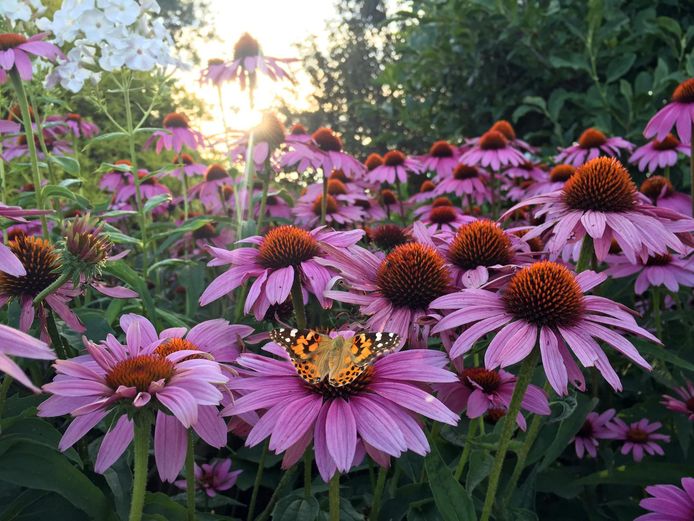 Tachtig procent van de planten is afhankelijk van de bestuiving van bijen, zweefvliegen en vlinders