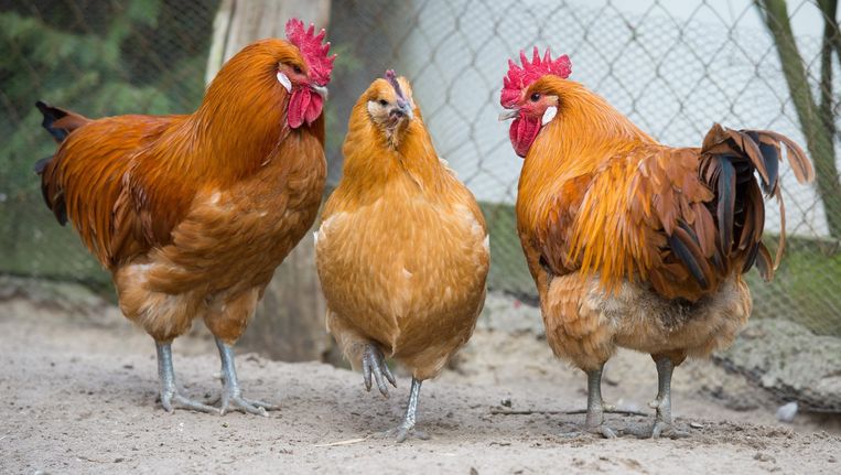 Afbeeldingsresultaat voor afbeelding kippen kijken