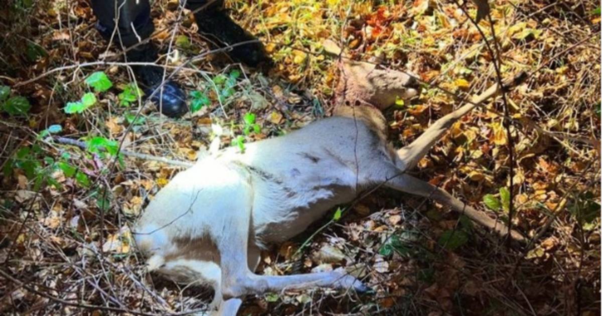 Politie vindt wildstroper en doodgeschoten ree in buitengebied Nistelrode