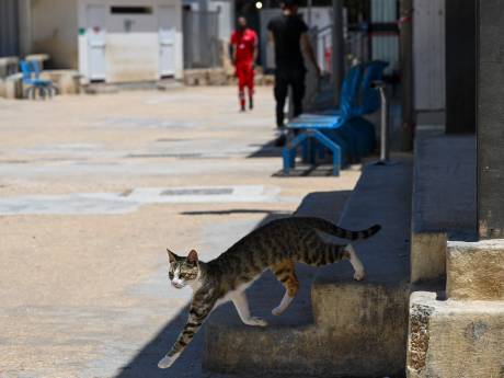 Onderzoekers ontdekken nieuwe anticonceptie voor poezen: is dit de oplossing voor zwerfkatten? 