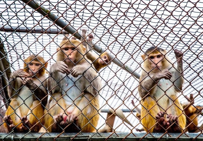 Apen in het Biomedical Primate Research Centre (BPRC) in Rijswijk.