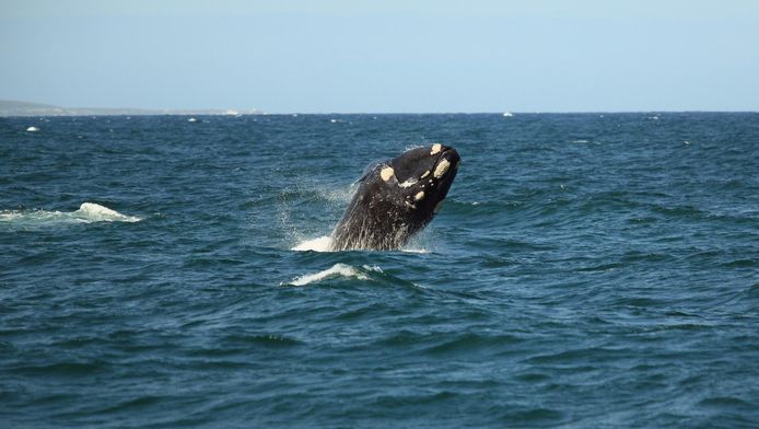 Ter illustratie: Een walvis die uit het water springt