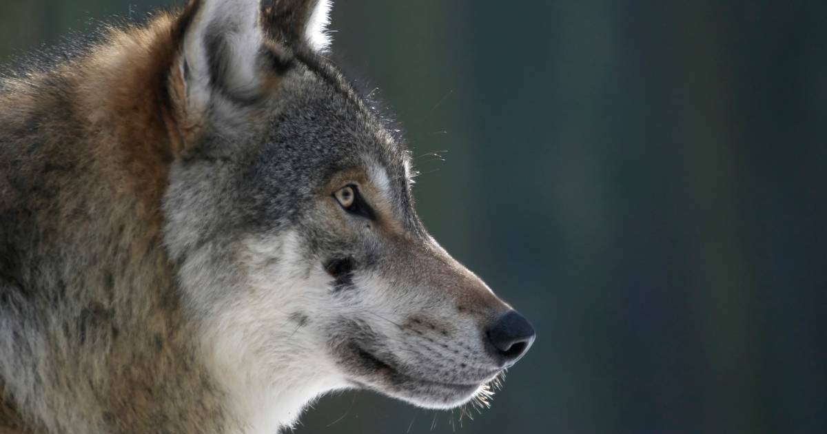 Nature Documentary Wolf in Top 3 Ratings |  Displays
