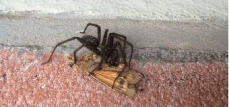 Met Deze Zeven Grote Spinnen Reis Je Vandaag Naar Het Werk Binnenland Ad Nl