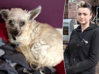 Roofvogel valt hondje Candy aan: “Door geblaf van andere honden liet buizerd haar vallen”