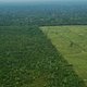 10.000 vierkante kilometer Amazone ontbost in een jaar