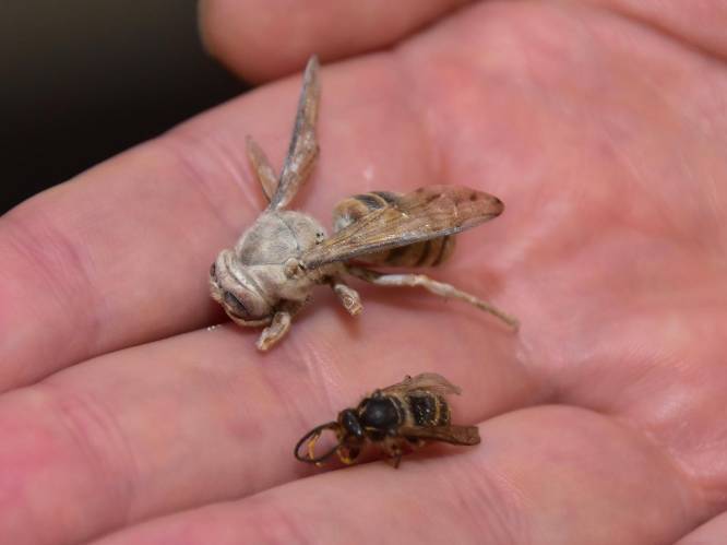 Aziatische hoornaar rukt op in ons land