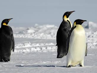 Dé oplossing om niet uit te schuiven: waggel als een pinguïn
