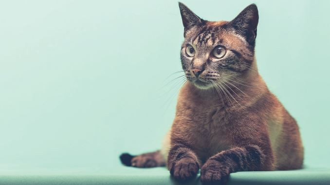 kanker ga werken strelen Zo mooi en lief zijn asieldieren: scheurkalender toont 365 honden en katten  die nieuwe thuis vonden | Foto | hln.be