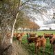 ‘Het probleem met bio is dat de consument er niet voor wil betalen’