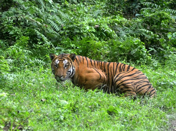 Een Bengaalse tijger in de jungle van Kaziranga National Park, zo'n 280 kilometer ten oosten van de Indiase stad Guwahati. Archiefbeeld.