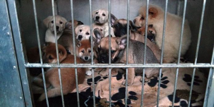 Honden in een hok in een asiel. Archieffoto.