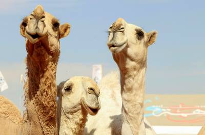 Kamelenpoep als ‘medicijn’ tegen diarree blijkt fabeltje