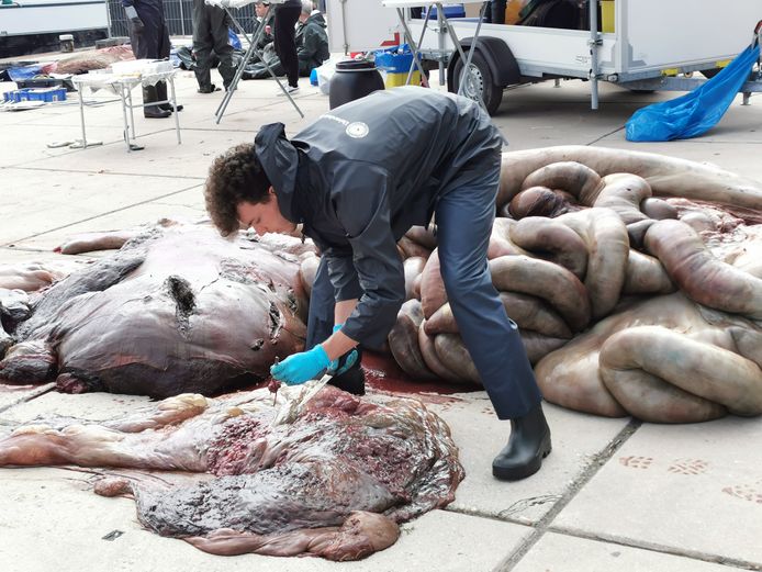 Een van de mensen van de universiteit van Utrecht neemt monsters van de nier van de vinvis.