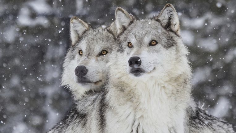 zuur Glad Voorvoegsel Kan dit de grijze wolven in Europa redden? | De Morgen